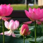 Most powerful subconscious mind power technique 1 Lotus