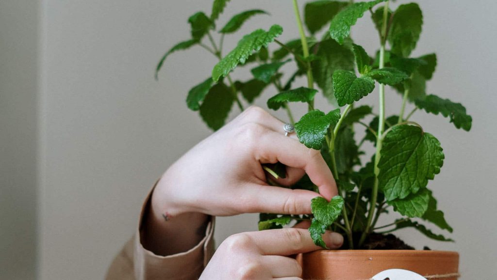 Hands tending to a potted mint plant, showing self-love even in times of global anxiety